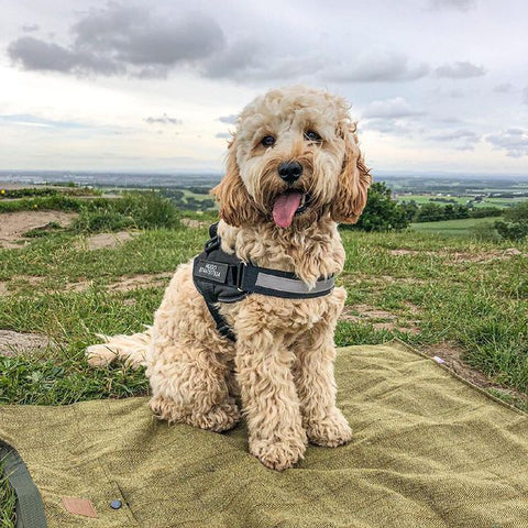 Dog Harness - Bazaare Mart