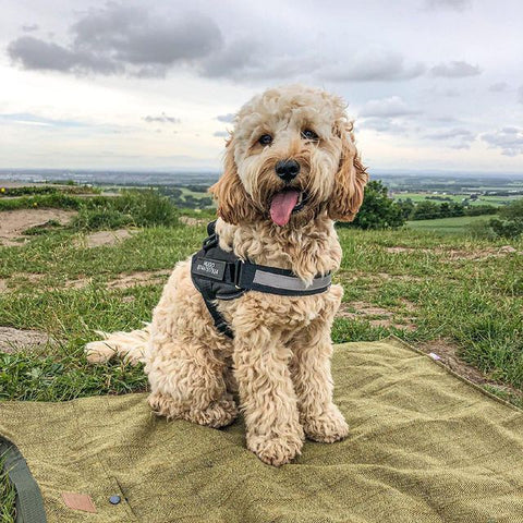 Dog Harness