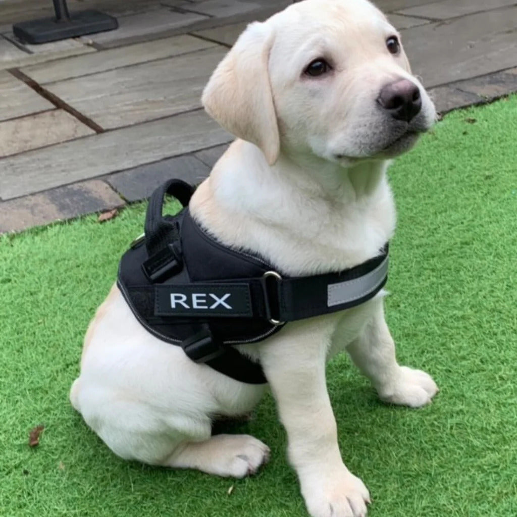 Dog Harness - Bazaare Mart