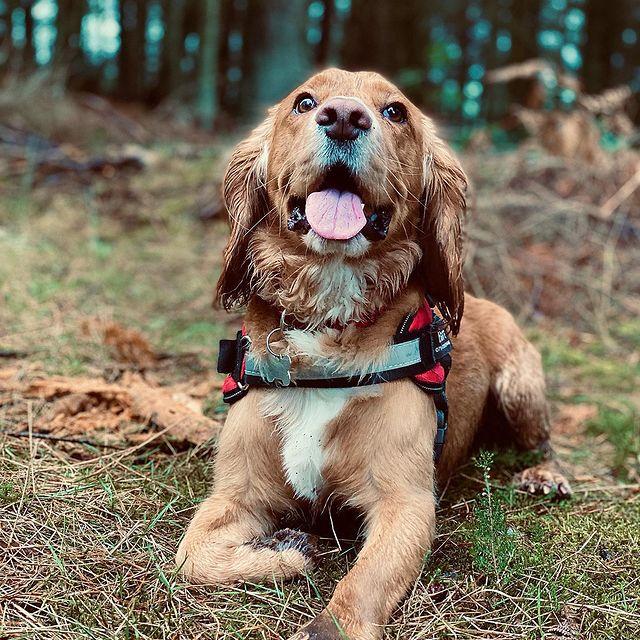Dog Harness - Bazaare Mart