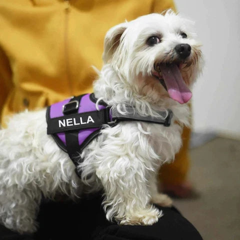 Dog Harness - Bazaare Mart